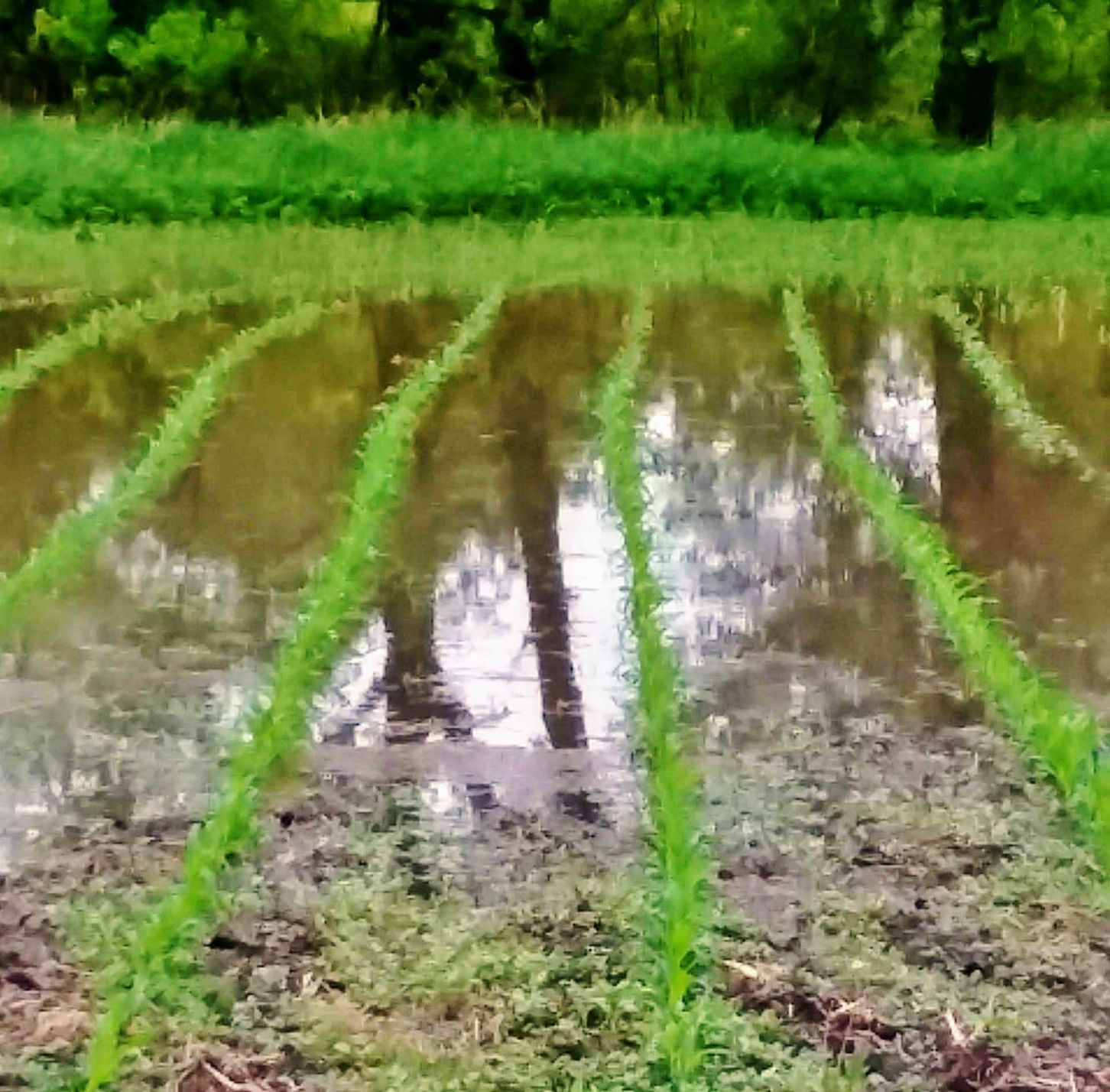 Water stands in field
